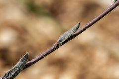 Boechera pendulocarpa