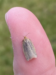 Zelotherses paleana