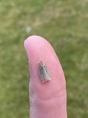 Zelotherses paleana