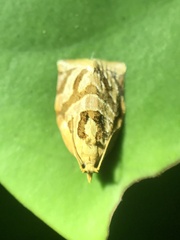 Adoxophyes privatana