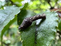 Plesiomorpha flaviceps