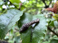 Plesiomorpha flaviceps