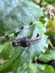 Plesiomorpha flaviceps