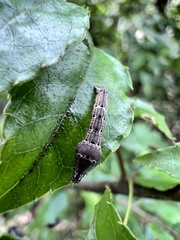 Plesiomorpha flaviceps