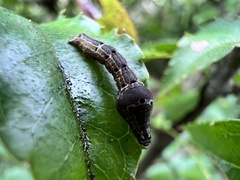 Plesiomorpha flaviceps