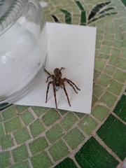 Zoropsis spinimana