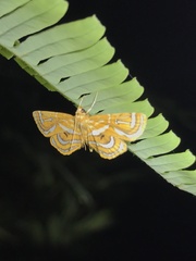 Cymoriza