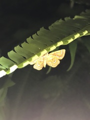 Cymoriza