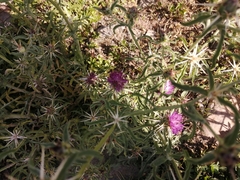 Centaurea iberica