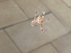 Araneus diadematus