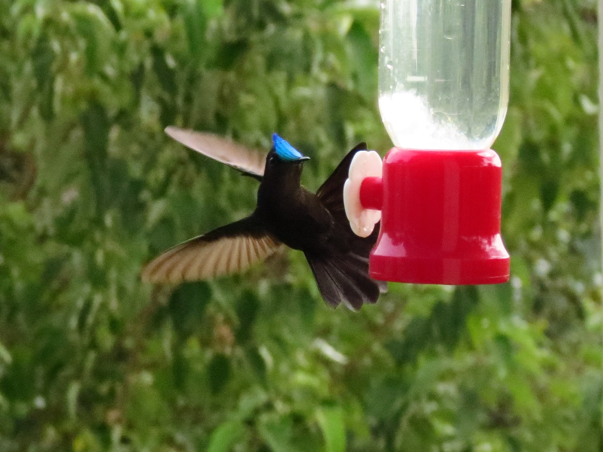 Antillean Crested Hummingbird (Orthorhyncus cristatus)