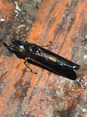 Raphirhinus phosphoreus