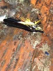 Raphirhinus phosphoreus