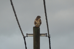 Buteo buteo