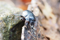Anoplotrupes stercorosus