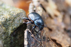 Anoplotrupes stercorosus