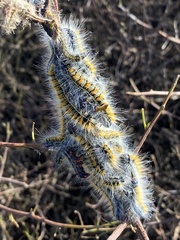Bombycomorpha bifascia