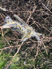 Bombycomorpha bifascia