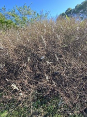 Bombycomorpha bifascia