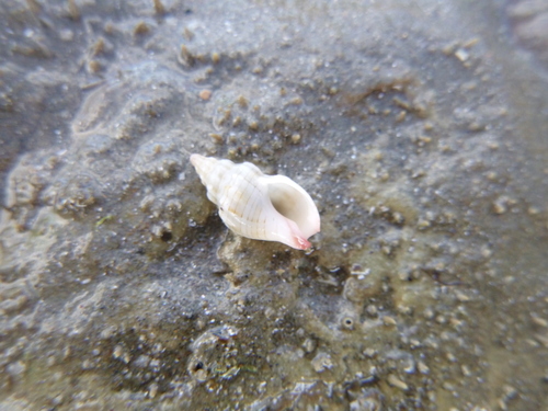 Cominella quoyana