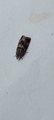 Lobesia abscisana