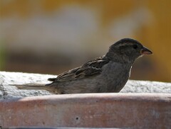 Passer domesticus