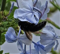 Xylocopa sonorina