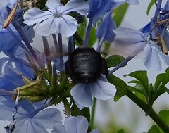 Xylocopa sonorina