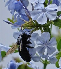 Xylocopa sonorina