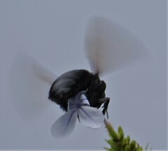 Xylocopa sonorina