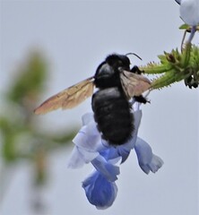 Xylocopa sonorina