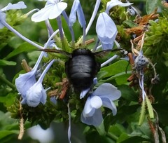 Xylocopa sonorina
