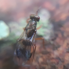 Cheiropachus quadrum