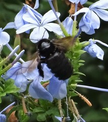 Xylocopa sonorina