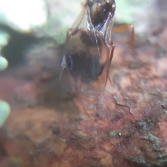 Cheiropachus quadrum