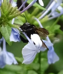Xylocopa sonorina