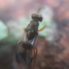 Cheiropachus quadrum