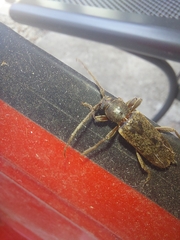 Trichoferus campestris