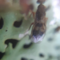 Cheiropachus quadrum