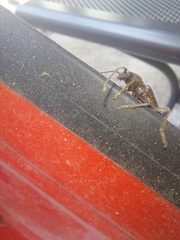 Trichoferus campestris