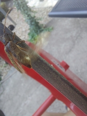 Trichoferus campestris