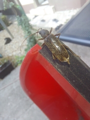 Trichoferus campestris