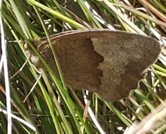 Hyponephele lycaon