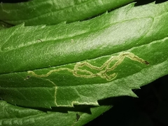 Phytomyza solidaginis