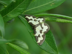 Lomaspilis opis