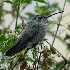 Cynanthus latirostris