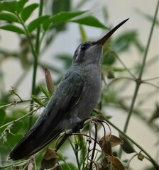 Cynanthus latirostris