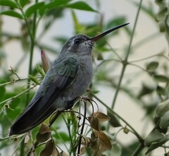 Cynanthus latirostris