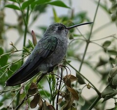 Cynanthus latirostris