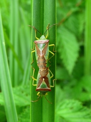 Acanthosoma haemorrhoidale